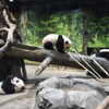 上野動物園のジャイアントパンダ・シンシンと双子（左：レイレイ、中央：シャオシャオ、ともに 194 日齢）