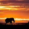 篠田岬輝 写真展「Contrast of Savanna -アフリカ 大草原で輝く生命-」開催