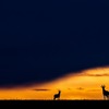 篠田岬輝 写真展「Contrast of Savanna -アフリカ 大草原で輝く生命-」開催