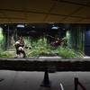 上野動物園のジャイアントパンダ・シンシンと双子（左 レイレイ、右 シャオシャオ、共に208日齢）