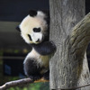 上野動物園のジャイアントパンダ・レイレイ（208日齢）