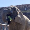 東武動物公園、動物たちの無病息災を願い節分イベントを開催