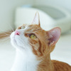 愛猫のトイレ情報をLINEで送るサービス「waneco Talk Tolettaオプション」提供開始