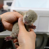 鳥羽水族館で1月12日に誕生したコツメカワウソの赤ちゃん（母親はキワ、父親はアサヒ）