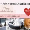 ペット用品店・mof-mof、「愛を叫んで保護犬を救おう」キャンペーンを実施