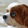 キャバリアは愛らしい姿で人気の犬種だが、イギリスでも遺伝性疾患が問題になっている