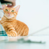 “猫の推し活”で保護猫団体の活動を支えるWEBサービス「neco-note」提供開始