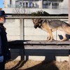 警察犬のウグラ号