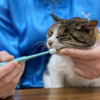 「歯磨きが苦手な猫のための簡単歯磨き」無料オンラインセミナー開催