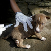 インドネシアで狂犬病のワクチンを受ける子犬
