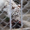 ホワイトタイガーの屠体給餌（東武動物公園）