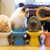Octagon Bowl（猫用食器）