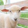滋賀農業公園ブルーメの丘で生まれた子羊の「フル」