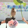 横浜・八景島シーパラダイスでお花見体験、春・初夏イベント「#はなパラ」開催