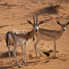 エミレーツ航空、ドバイ砂漠保護地区における砂漠生態系の回復と保全活動を支援