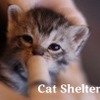 チャリティー壁紙ダウンロード販売サイト「Cat Shelter Aid」を開設