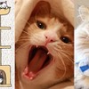 チャリティー壁紙ダウンロード販売サイト「Cat Shelter Aid」を開設