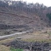 伐採されたシマフクロウの森