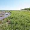 村田野鳥保護区風蓮川（別海町） タンチョウが繁殖する湿原を保全している