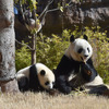 上野動物園のジャイアントパンダ・シンシンと双子（手前 レイレイ、奥 シャオシャオ、ともに264日齢）