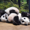 上野動物園のジャイアントパンダ・シャオシャオとレイレイ（左から、ともに264日齢）