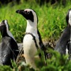 世界ペンギン・カワウソの日 in サンシャイン水族館