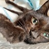 チャコちゃんは、前脚の変形、後ろ脚の麻痺があり、生後数週間された時、喉には穴が開けられていたという。毎日の体位交換やおむつ交換、給餌介助がかかせないが、家族や他の猫にとって大切な存在