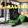 日本盲導犬協会公式YouTubeチャンネルでは、盲導犬ユーザーの施設利用や接客ポイントを紹介する動画を公開している