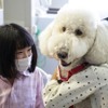 日本介助犬協会、3代目勤務犬育成のためのクラウドファンディングを実施