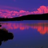 アルペングロウ（山頂光）に染まる夕暮れのデナリ（マッキンレー山）。デナリ国立公園（撮影 星野道夫）