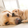 子犬は母犬から免疫と社会性を学ぶ