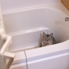 お風呂場に行くも、自分がシャンプーされると分かると浴室、さらには家中を逃げ回る猫