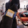 日本介助犬協会が取り組む「犬による介入（Dog Intervention）」活動