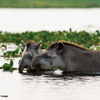 岩合光昭写真展「PANTANAL　パンタナール 清流がつむぐ動物たちの大湿原」