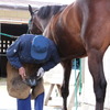 蹄（ひづめ）の手入れや蹄鉄（ていてつ）の脱着を行う装蹄師や馬と人両方の訓練を行う職員が、縁の下の力持ちとして活躍している