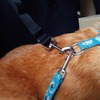 愛犬用シートベルト