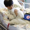 動物介在療法に携わる「勤務犬」のモリス