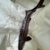 琵琶湖で捕獲されたチョウザメを展示