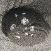 鴨川シーワールド、アカウミガメの産卵を確認