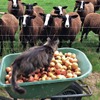 『羊飼い猫の日記　アイルランドの四季の暮らし』