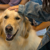 「こども笑顔のラインプロジェクト」犬との触れ合い体験授業