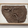 白亜紀の肉食の哺乳類 「レペノマムス・ギガンティクス」化石標本 （複製）