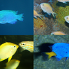 新水槽「きらめく珊瑚礁の魚たち」がオープン