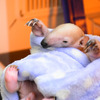 ミナミコアリクイの赤ちゃん誕生