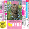 朝日出版社「NyAERA（ニャエラ）」