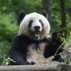 上野動物園のジャイアントパンダ・シャンシャン