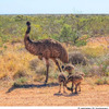 西オーストラリア州で出会える野生動物