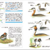 文一総合出版、「フィールド図鑑 日本の野鳥 第2版」を刊行