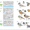 文一総合出版、「フィールド図鑑 日本の野鳥 第2版」を刊行