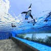 サンシャイン水族館、「水槽ピカピカ大作戦！」を実施